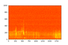 Tadarida brasiliensis