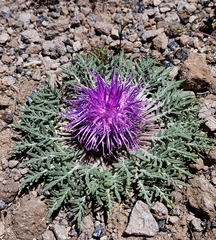 Jurinea moschus pinnatisecta