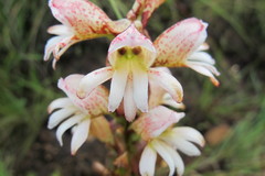 Satyrium sphaerocarpum