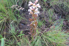 Satyrium sphaerocarpum