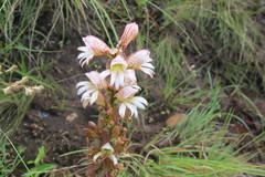Satyrium sphaerocarpum