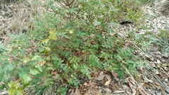 Berberis swaseyi