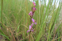 Disperis tysonii