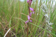 Disperis tysonii