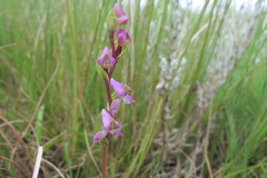 Disperis tysonii