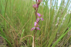 Disperis tysonii