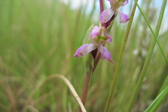 Disperis tysonii