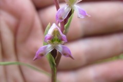 Disperis tysonii