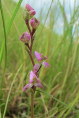 Disperis tysonii
