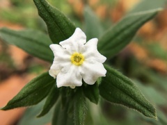 Lithospermum calcicola