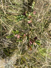 Pimelea bracteata