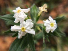 Lithospermum calcicola