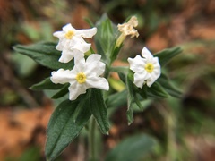 Lithospermum calcicola