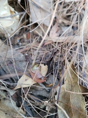 Stanisicarion freycineti