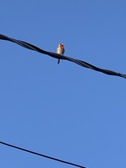 Haemorhous mexicanus