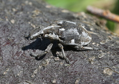 Larinus onopordi