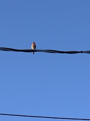 Haemorhous mexicanus