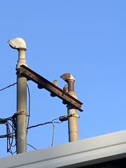 Haemorhous mexicanus