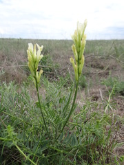 Astragalus asper