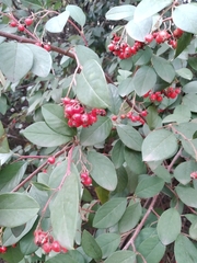 Cotoneaster