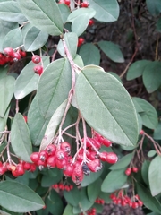 Cotoneaster