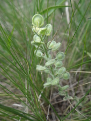 Alyssum hirsutum