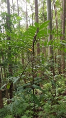 Cupaniopsis newmanii