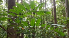 Cupaniopsis newmanii