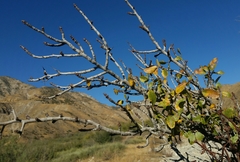 Pseudoziziphus parryi