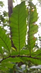 Cupaniopsis newmanii