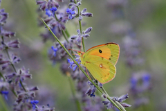 Colias fieldii