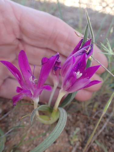 Image of Babiana curviscapa by no rights reserved