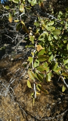 Pseudoziziphus parryi