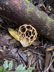 Clathrus chrysomycelinus