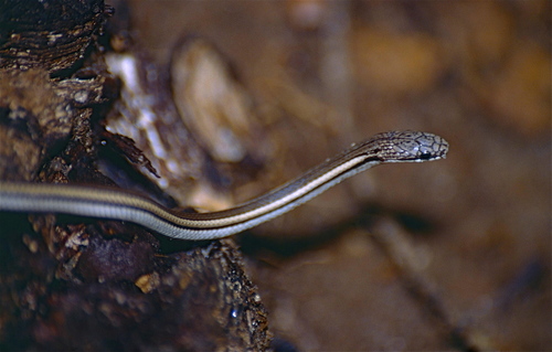 Madagascar Black-backed Smooth Snake, Liophidium vaillanti
