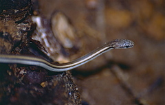 Liophidium vaillanti