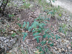 Berberis swaseyi