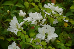 Rhododendron mucronatum