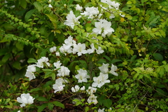 Rhododendron mucronatum