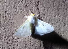 Penicillifera apicalis