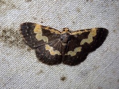 Peratophyga flavomaculata