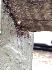 Harmonia testudinaria