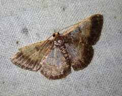 Peratophyga venetia