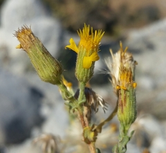 Heterotheca sessiliflora