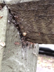 Harmonia testudinaria