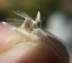 Heterotheca sessiliflora