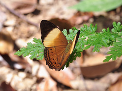 Cirrochroa orissa