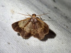 Peratophyga venetia