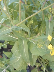 Brassica napus