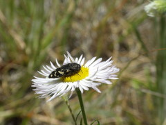 Acmaeodera idahoensis